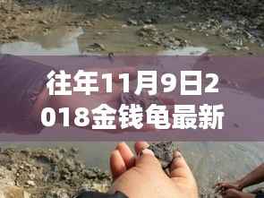 探秘金钱龟宝藏,最新价格揭秘与深度解析(2018年11月9日)