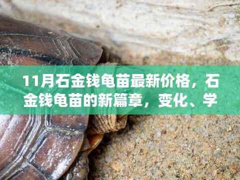 11月石金钱龟苗最新价格,新篇章中的变化、学习与自信力量