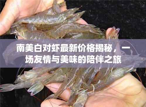 南美白对虾最新价格揭秘,一场友情与美味的陪伴之旅