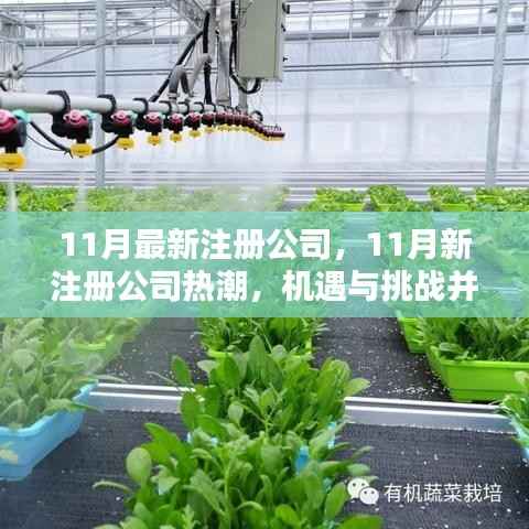 11月新注册公司热潮,机遇与挑战并存