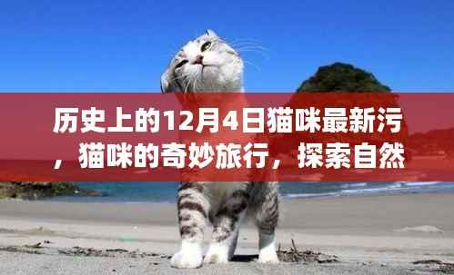 猫咪的奇妙探索之旅,历史、美景与内心的宁静