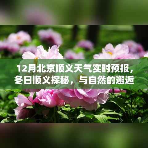 冬日顺义探秘,与自然的邂逅,实时天气预报下的内心暖阳之旅
