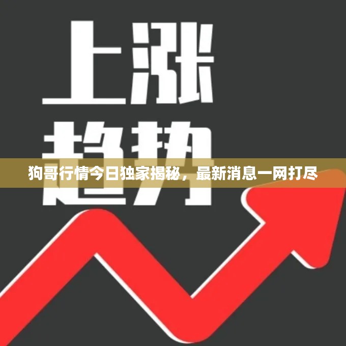 狗哥行情今日独家揭秘,最新消息一网打尽