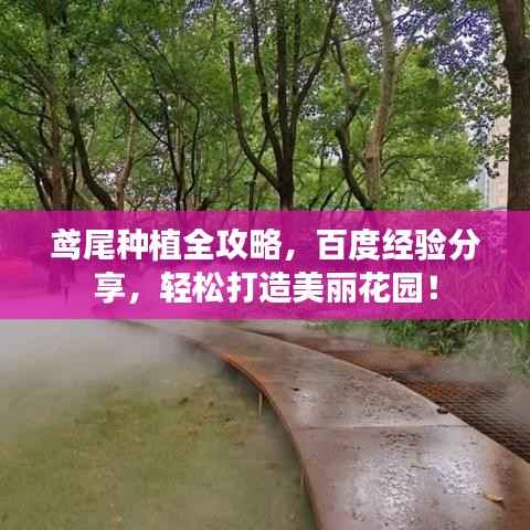 鸢尾种植全攻略,百度经验分享,轻松打造美丽花园!