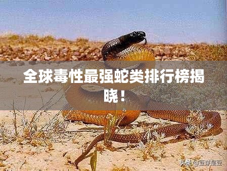 全球毒性最强蛇类排行榜揭晓!